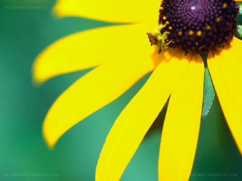 yellow flower with dark center