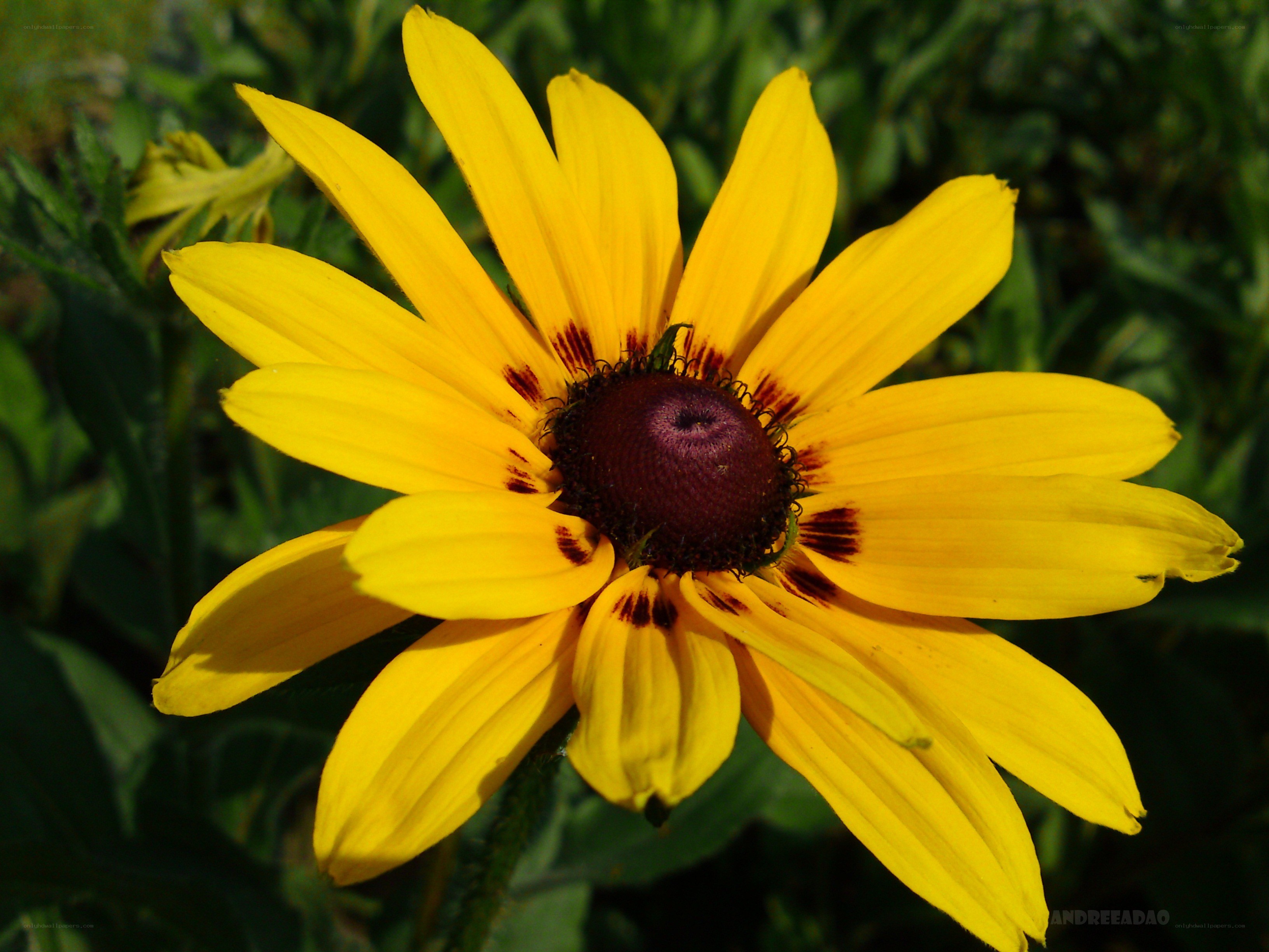 yellow flower with dark center