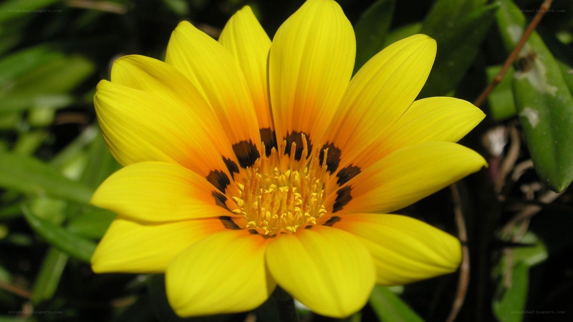 yellow flower with dark center