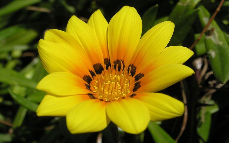 Yellow Flower with Dark Center — Bright, Afternoon