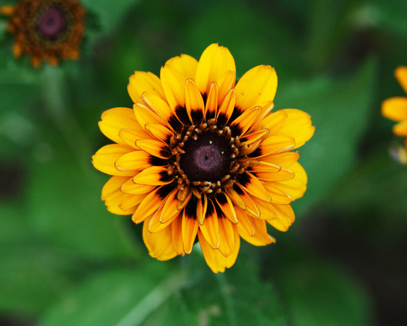 Yellow Flower with Dark Center — Calm, Afternoon, Photograph