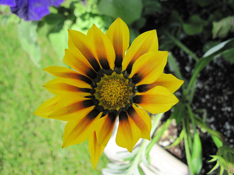Yellow Flower with Dark Center — Calm, Afternoon