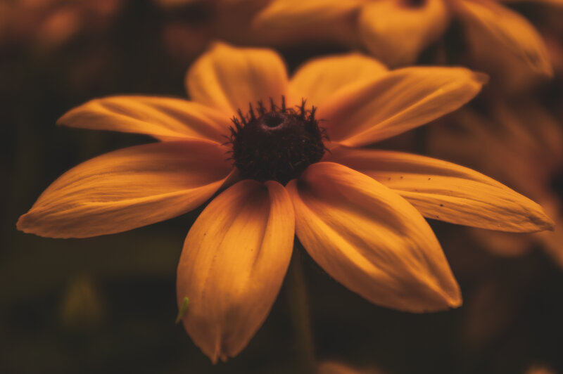 Yellow Flower with Dark Center — Calm, Photograph, Petals