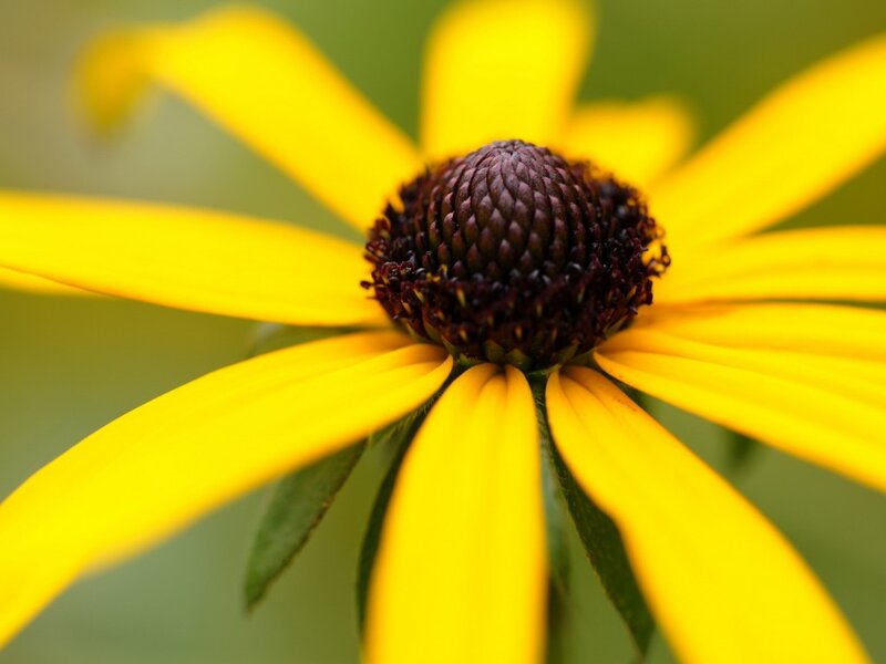 Yellow Flower with Dark Center — Calm, Photograph