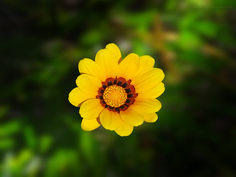 Yellow Flower with Dark Center — Calm