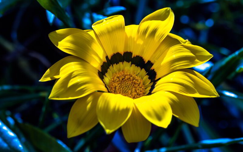 Yellow Flower with Dark Center — Dramatic