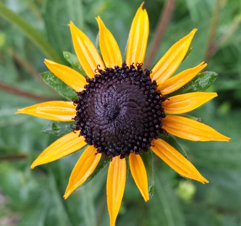 Yellow Flower with Dark Center — Natural, Afternoon