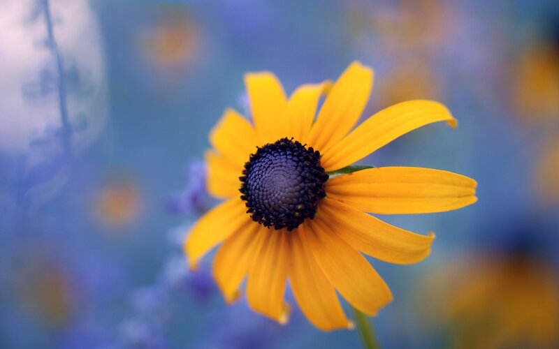 Yellow Flower with Dark Center — Serene, Photograph, Stem