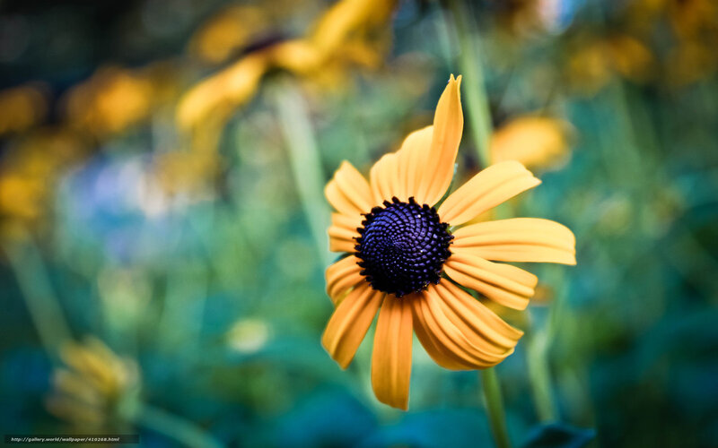 Yellow Flower with Dark Center — Serene, Photograph