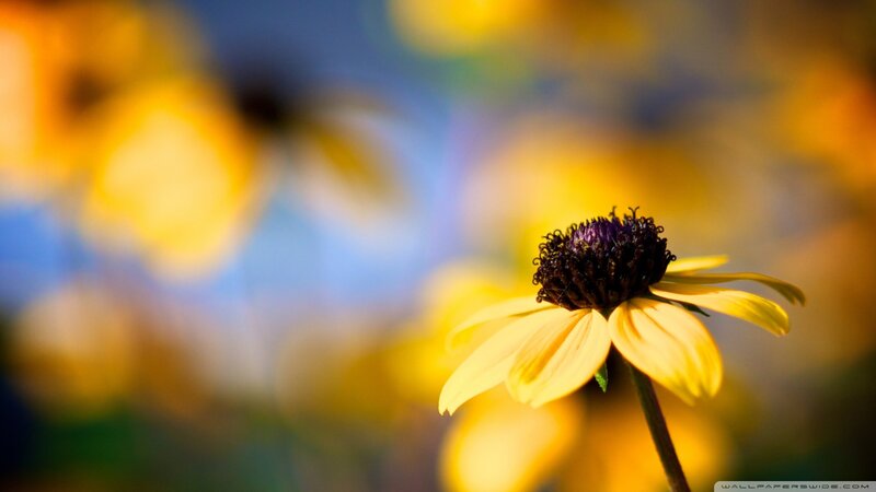 Yellow Flower with Dark Center — Serene