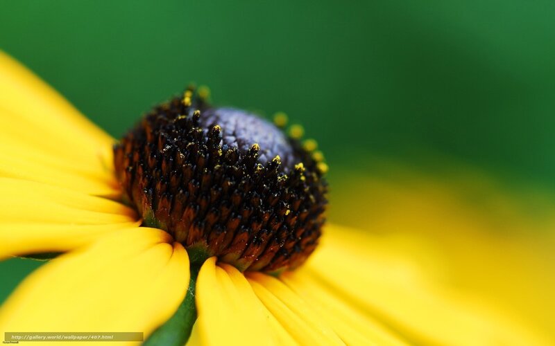 Yellow flower with dark center