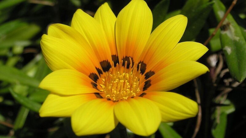 Yellow Flower with Dark Center — Vibrant, Afternoon, Photograph