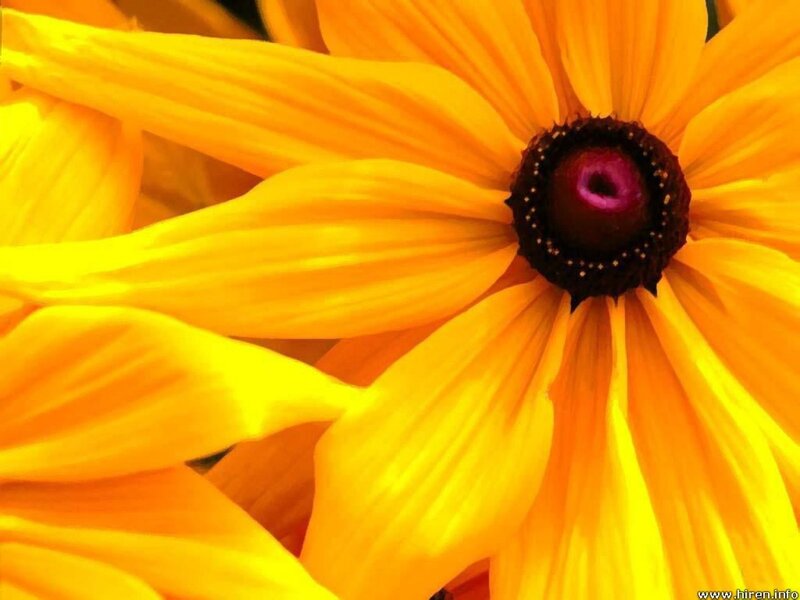 Yellow Flower with Dark Center — Vibrant, Afternoon