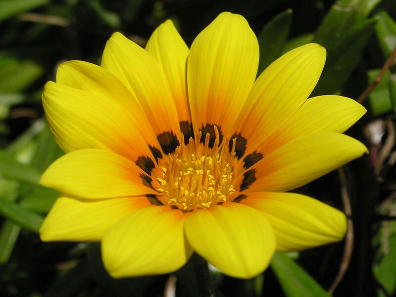 Yellow Flower with Dark Center — Vibrant