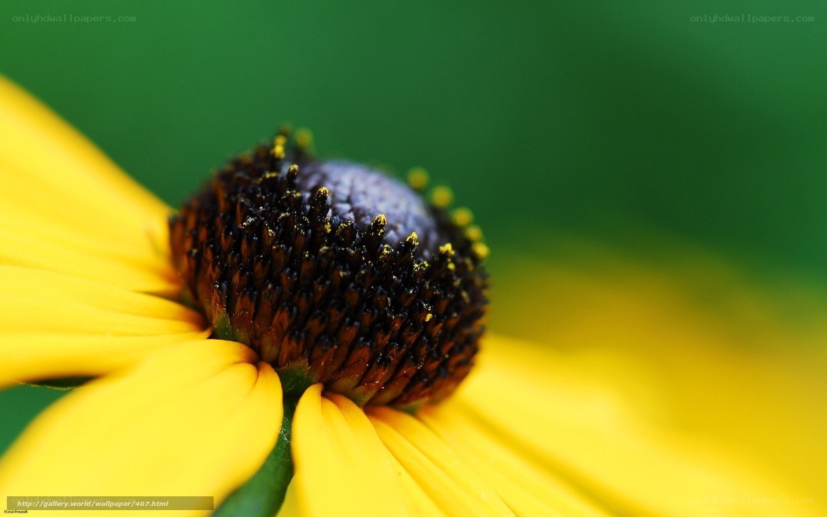 Yellow flower with dark center