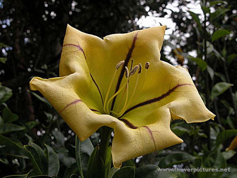 Yellow Flower with Dark Stripes