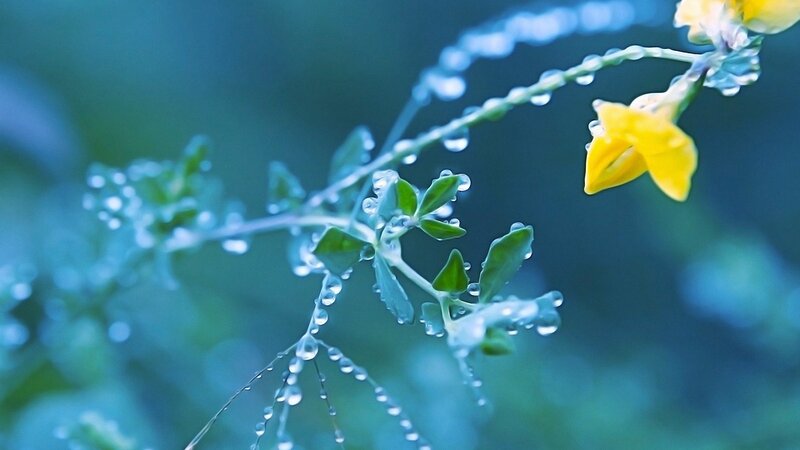 Yellow Flower with Dew — Blue