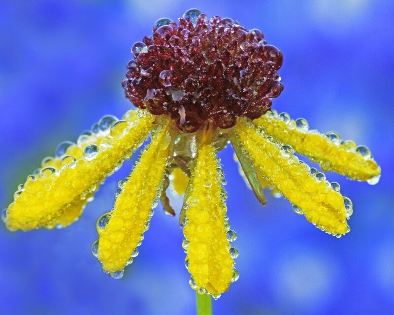 Yellow Flower with Dew — Calm, Photograph