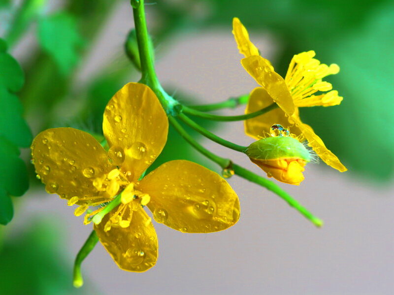 Yellow Flower with Dew — Calm
