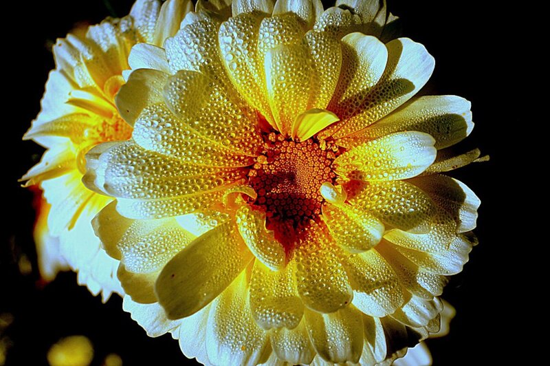 Yellow Flower with Dew — Dramatic