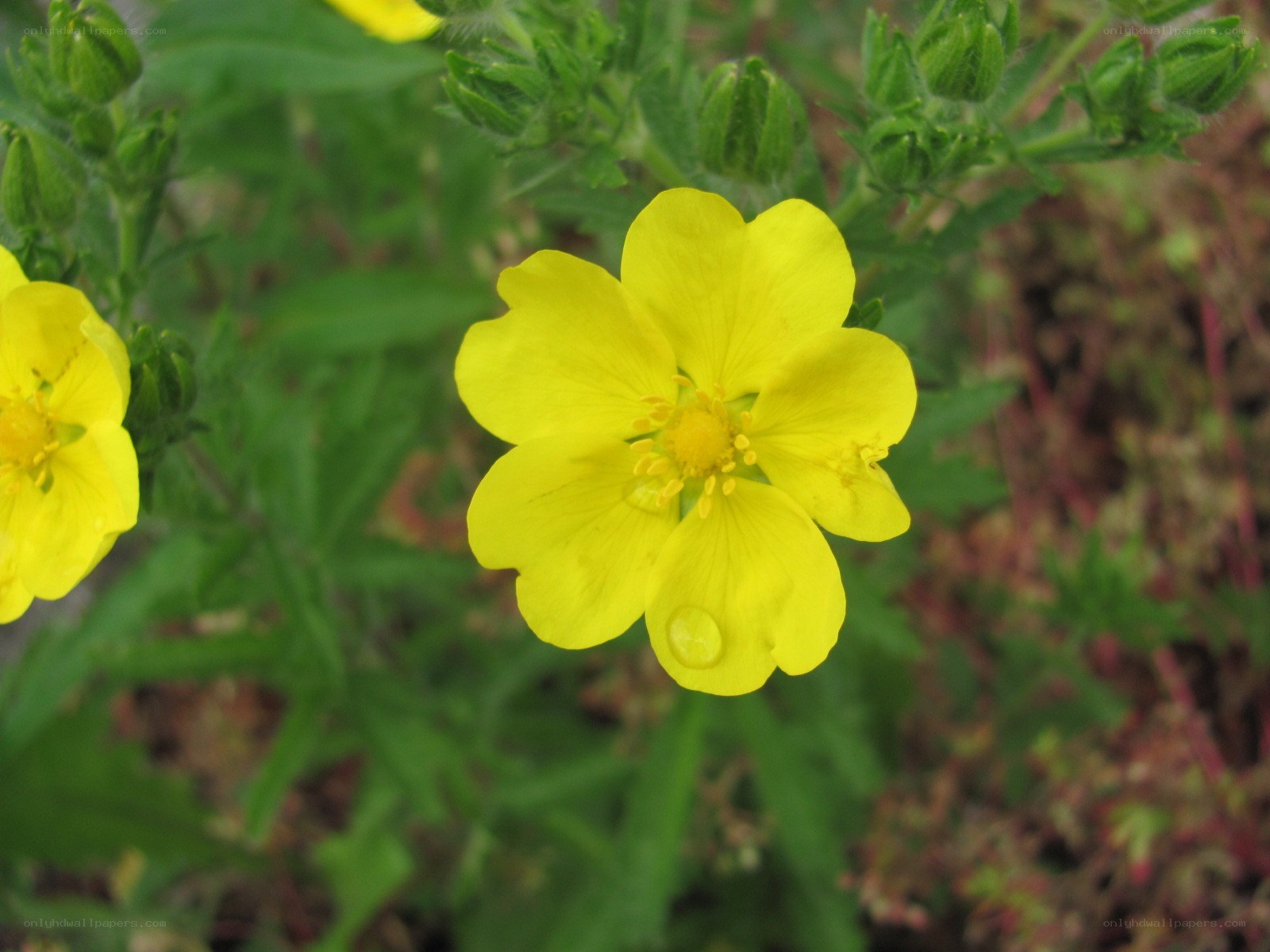 Yellow flower with dew drop