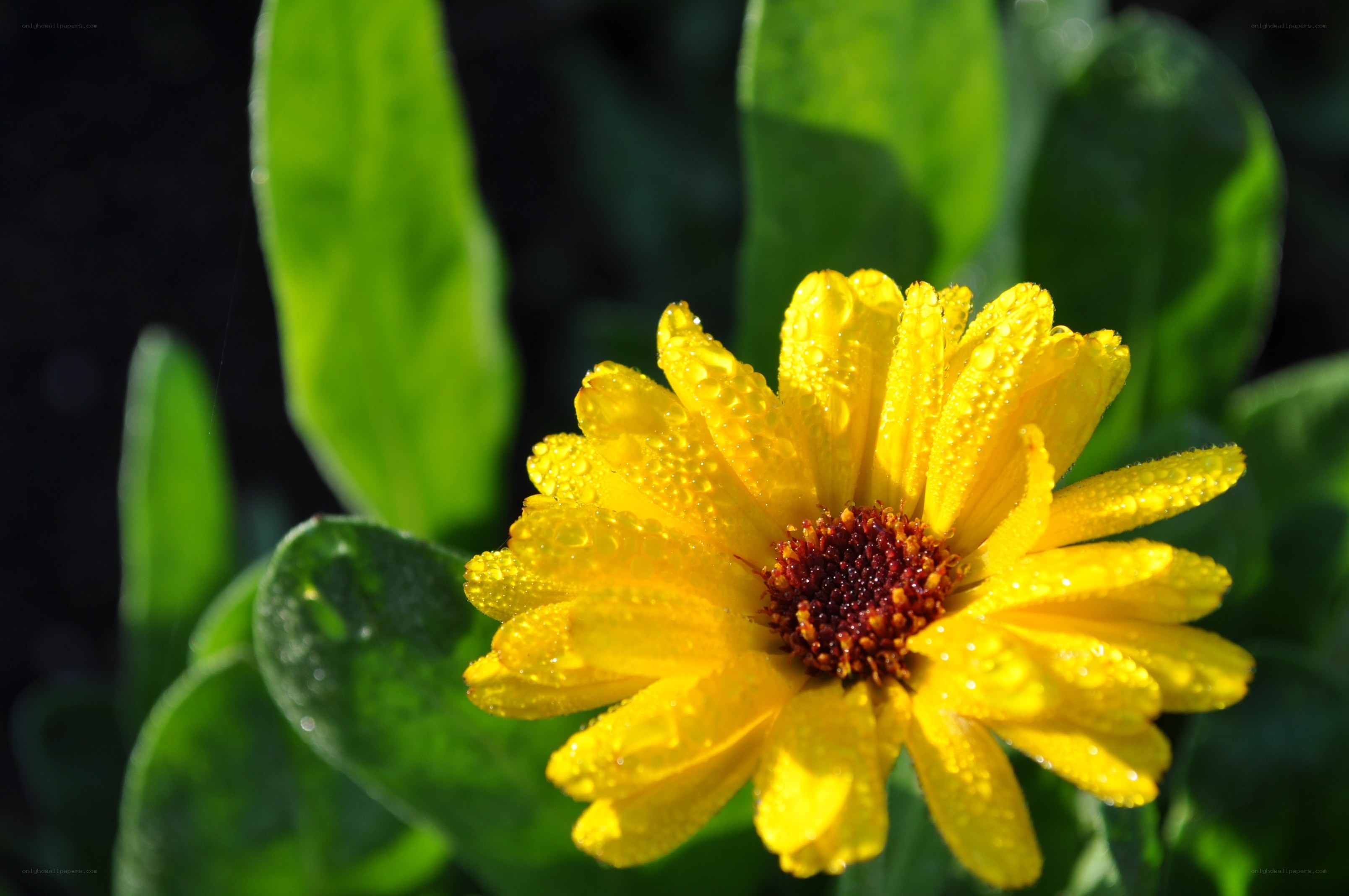 Yellow flower with dew drops