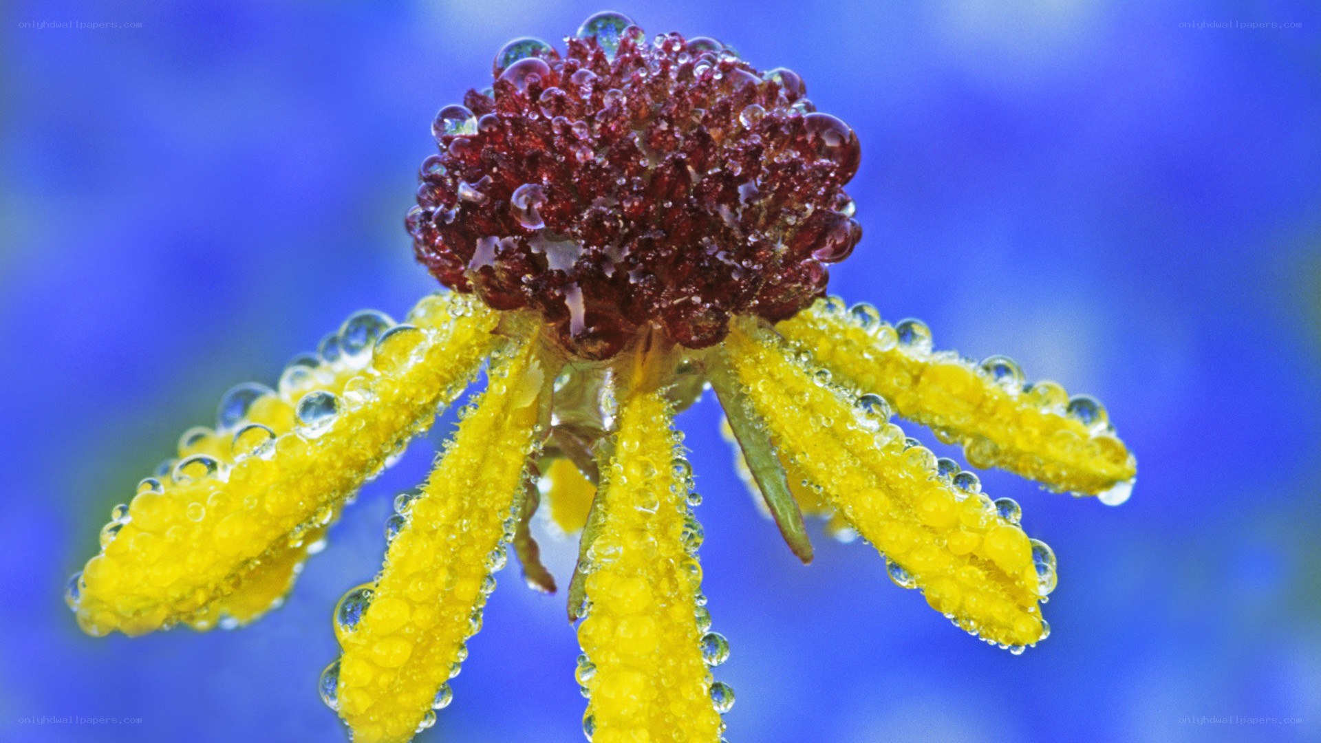 Yellow flower with dew drops
