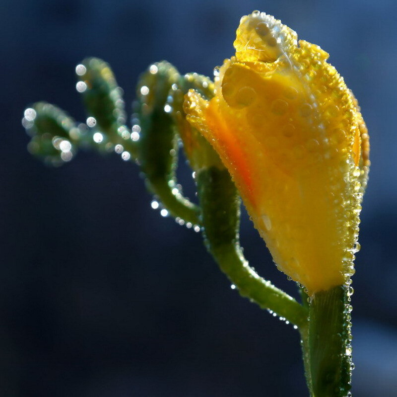 Yellow flower with dew drops