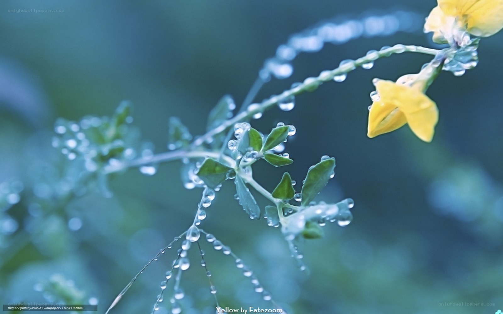 Yellow flower with dew drops