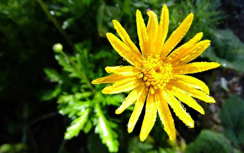 Yellow Flower with Dew — Photograph