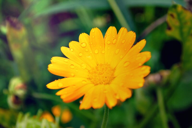 Yellow Flower with Dew — Serene, Morning, Photograph, Dew Drops, Green Leaves, Flower Center