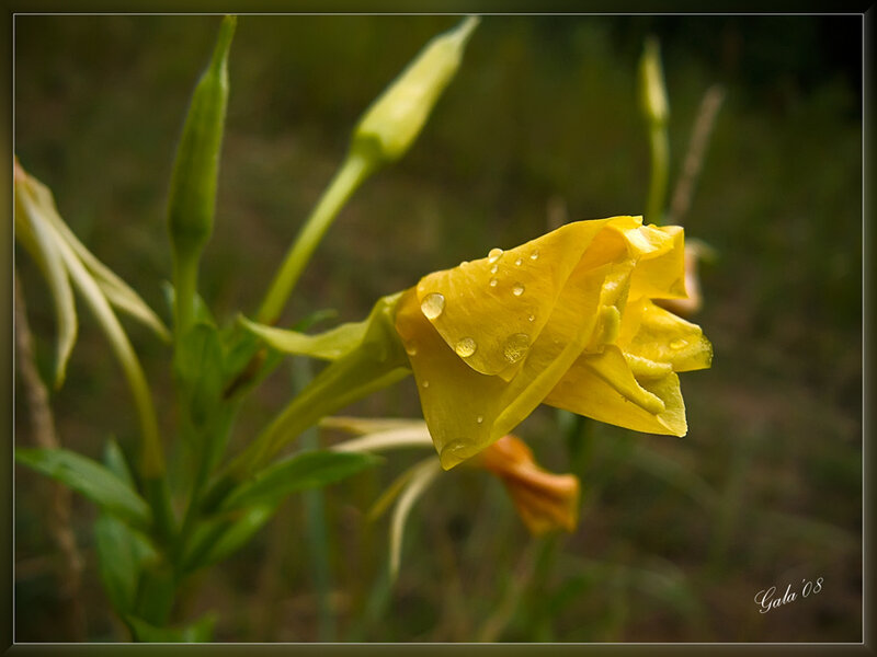 Yellow Flower with Dew — Serene, Morning