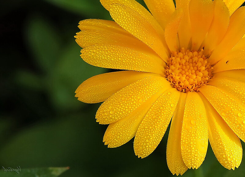 Yellow Flower with Dew