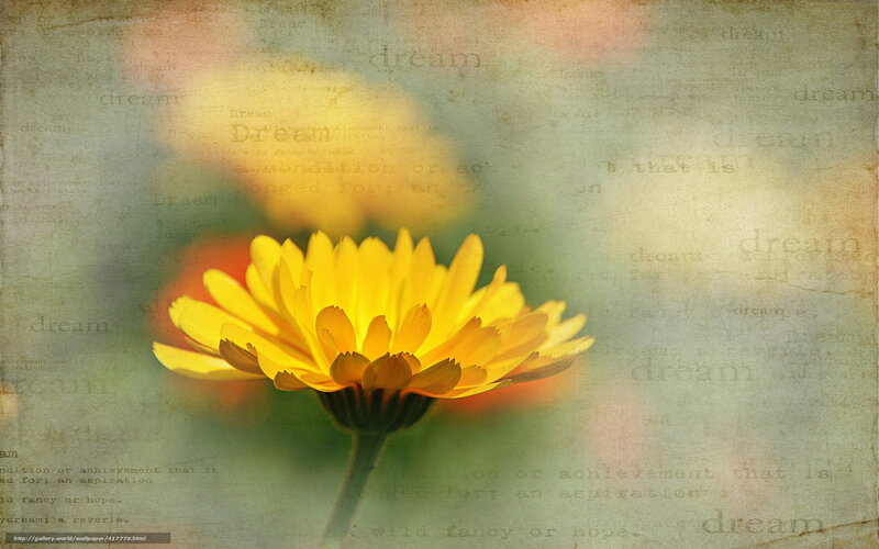 Yellow flower with dream text