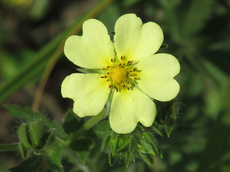 Yellow Flower with Five Petals