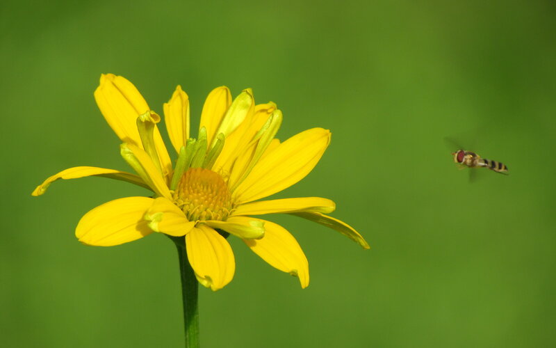 Yellow Flower with Fly — Calm