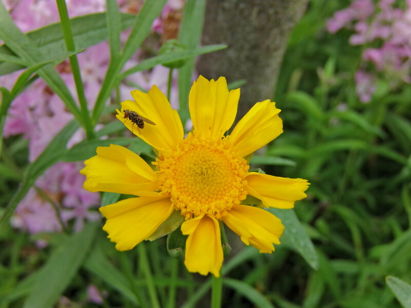 Yellow Flower with Fly — Natural