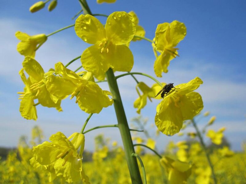 Yellow Flower with Fly — Serene