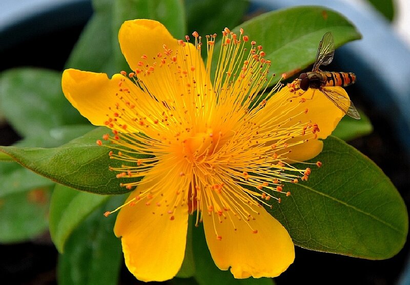 Yellow Flower with Fly