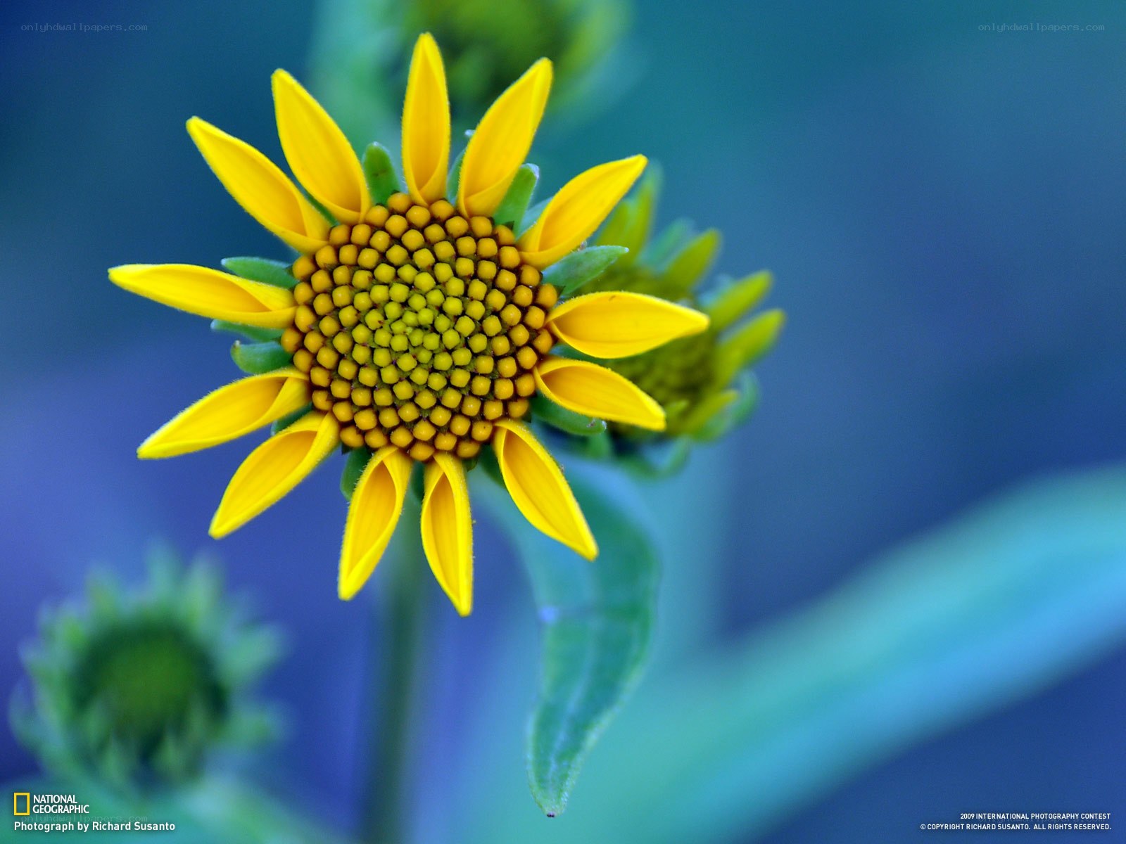 Yellow flower with green background
