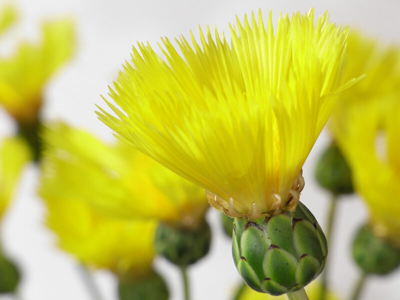 Yellow flower with green base