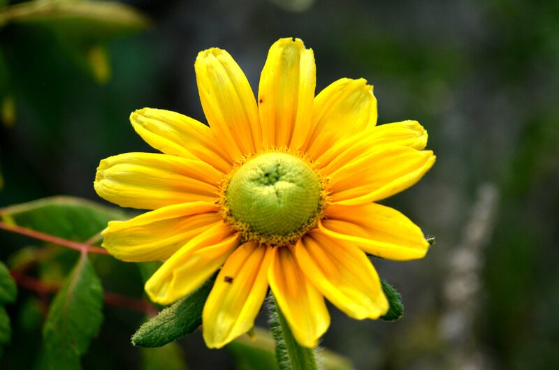 Yellow Flower with Green Center — Calm