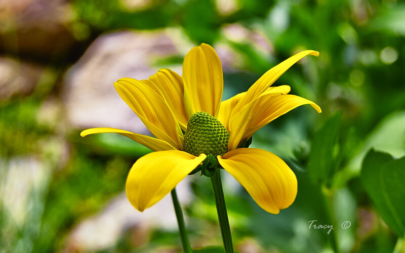 Yellow Flower with Green Center — Serene