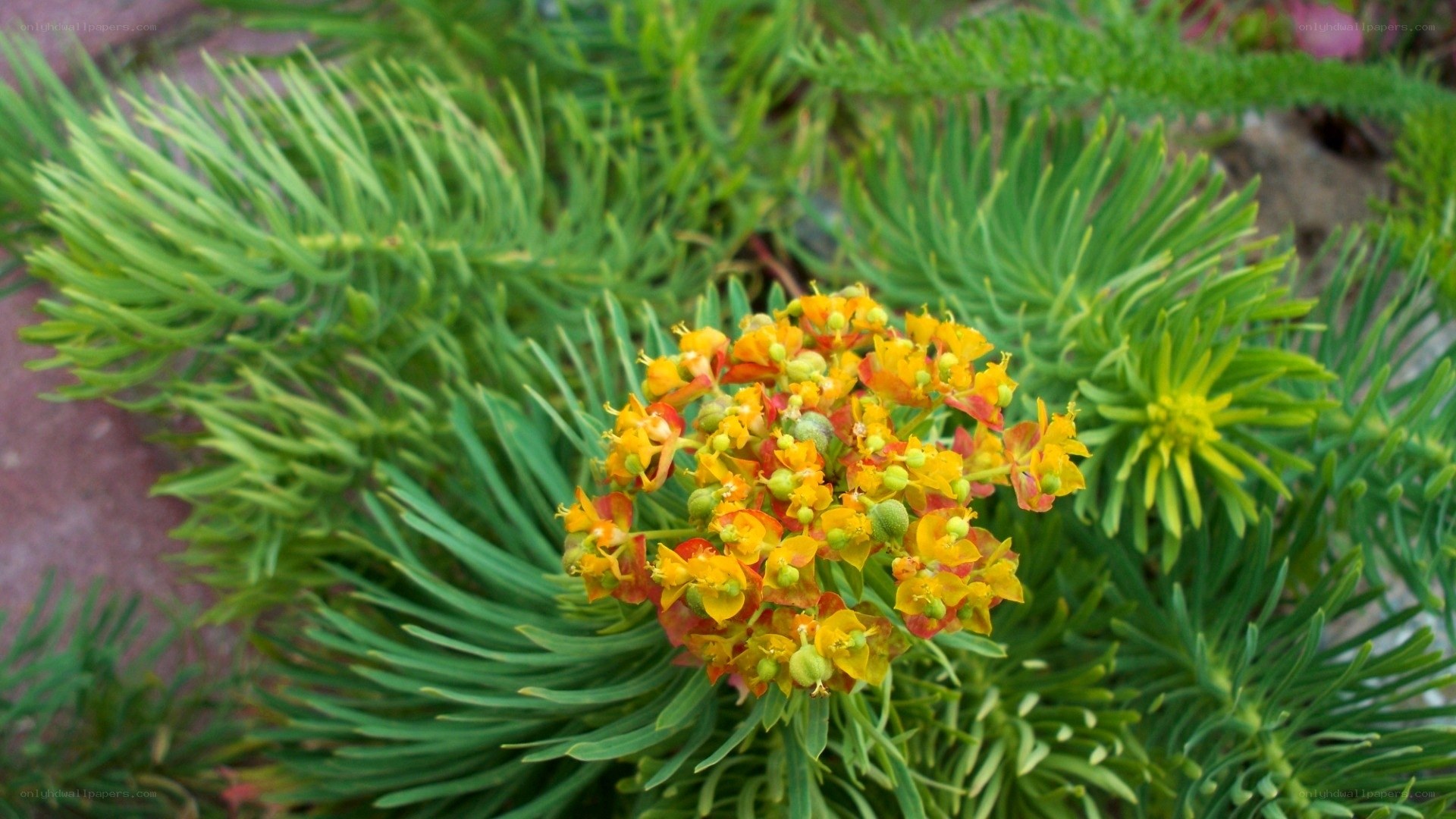yellow flower with green foliage