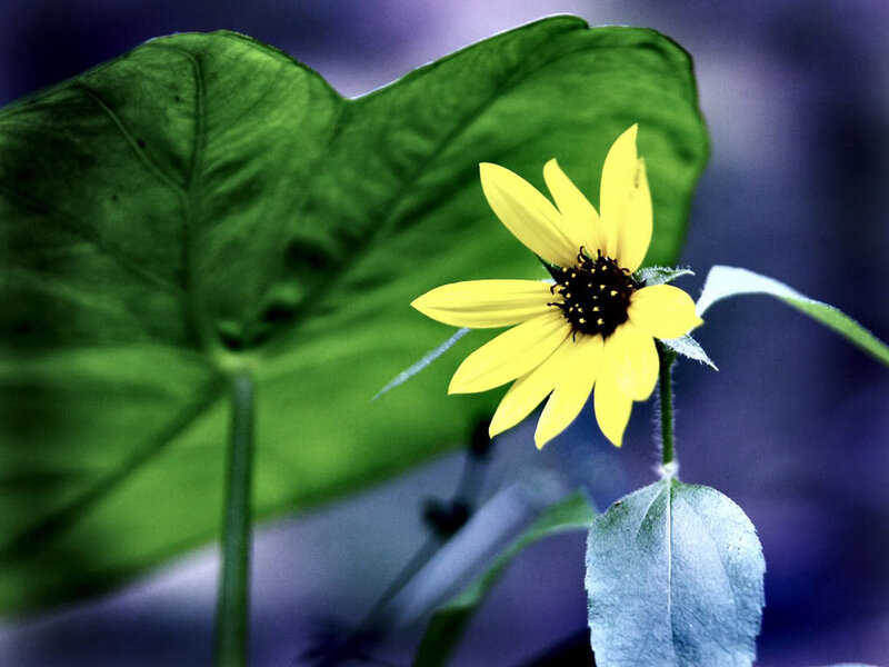 Yellow Flower with Green Leaf