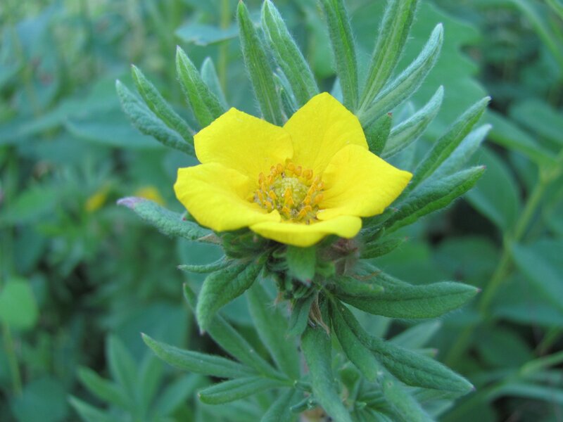 yellow flower with green leaves