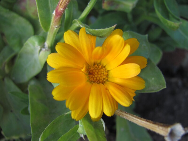yellow flower with green leaves