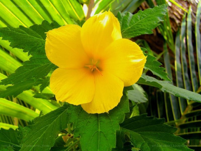 yellow flower with green leaves