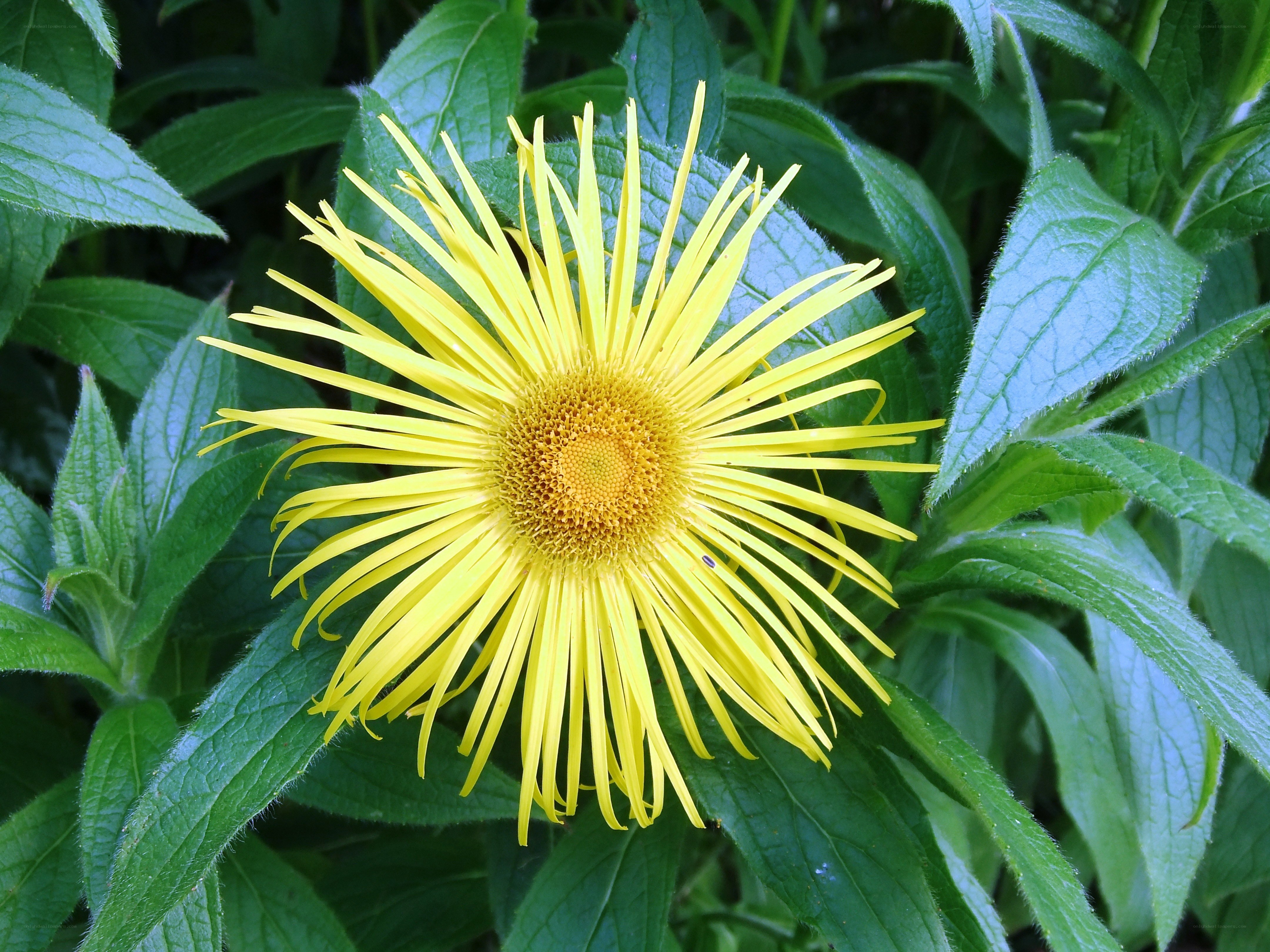 yellow flower with green leaves