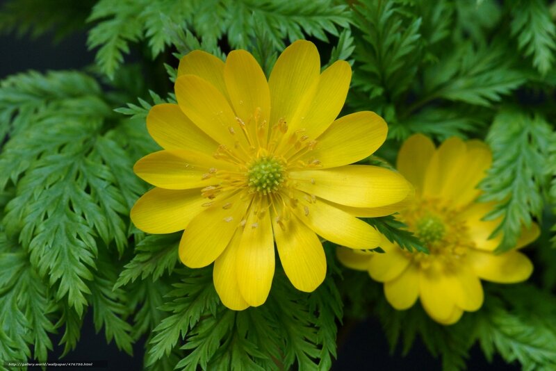 Yellow flower with green leaves